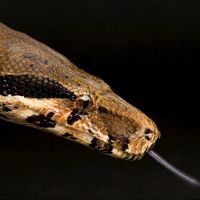 Boa Constrictor vs Rattlesnake