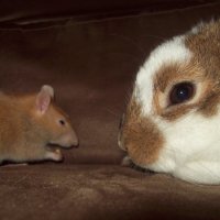 Rabbit vs Rat